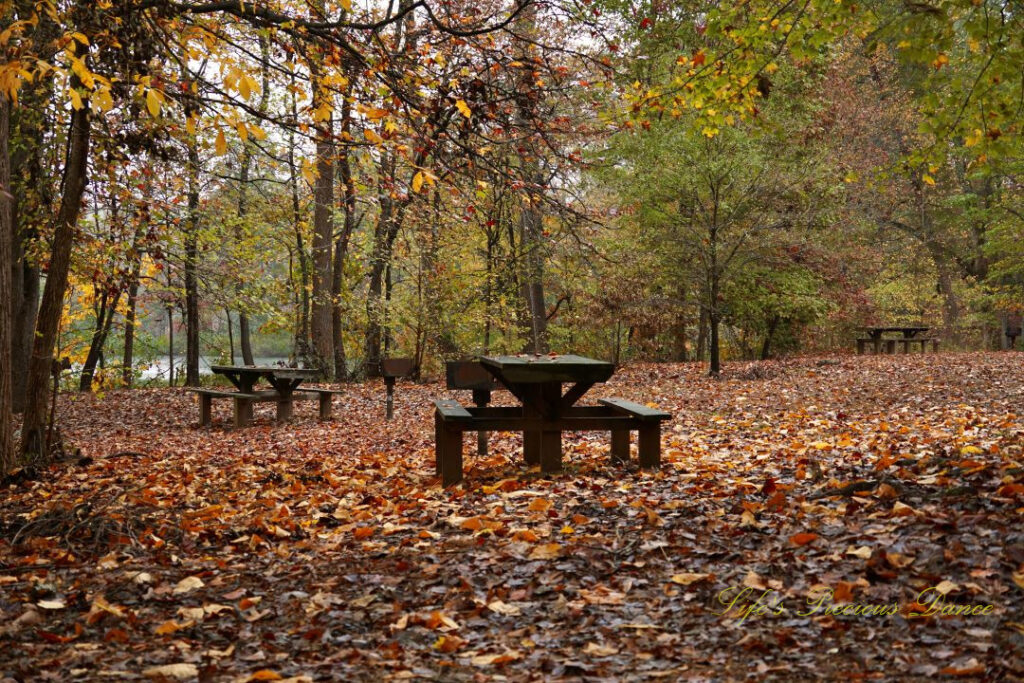 Picnic tables at Paris Mountain State Park. Colorful leaves littering the ground.