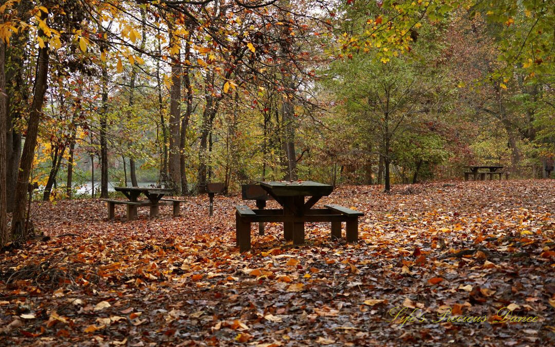 Picnic tables at Paris Mountain State Park. Colorful leaves littering the ground.
