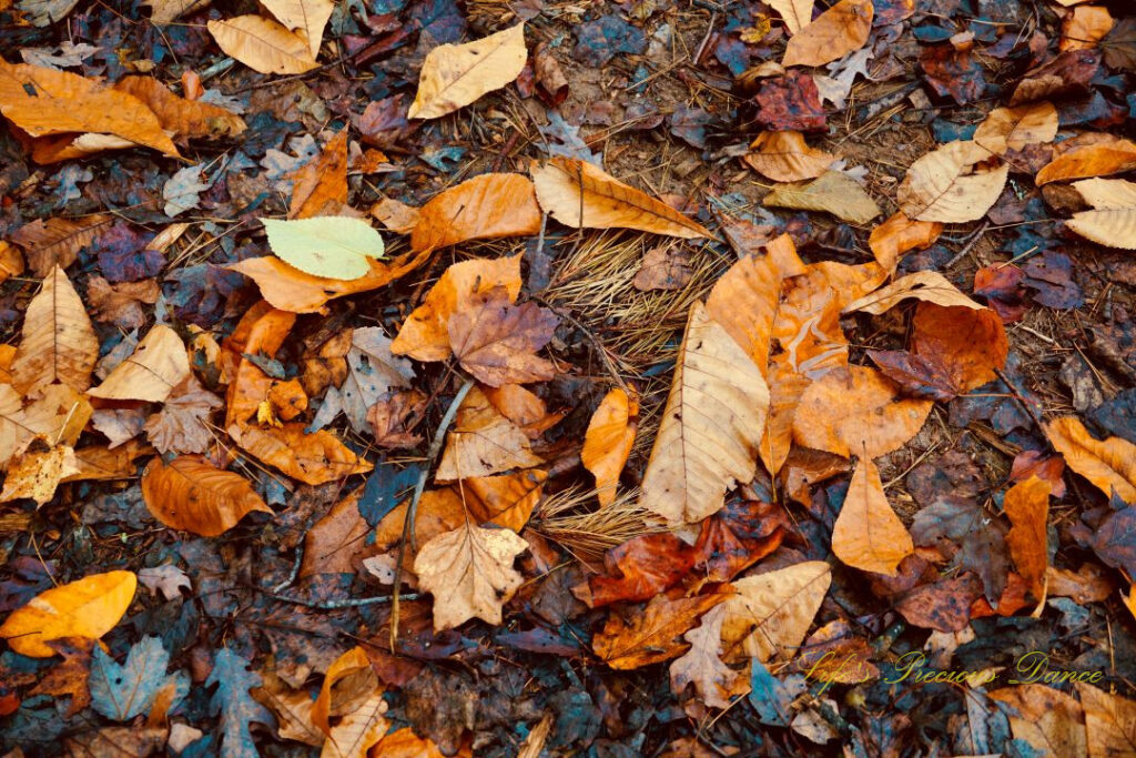 Colorful wet leaves lying on the ground at Paris Mountain State Park.