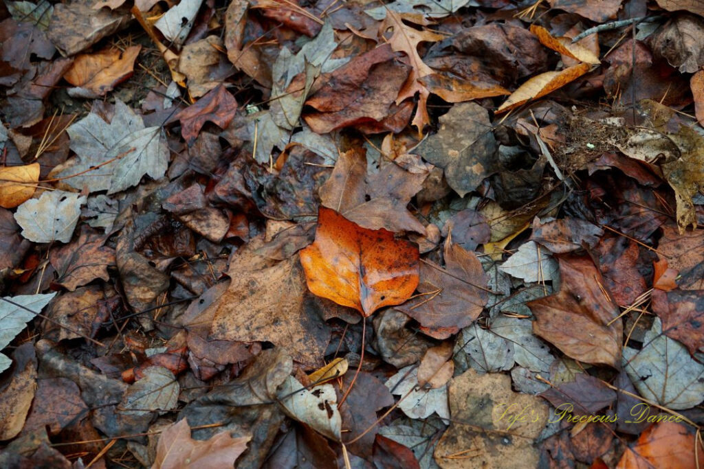 Orangish-yellow leaf lying on top of brownish/rust colored leaves on a nature trail.