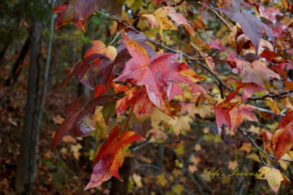 Close up of rust colored leaves on a tree branch.