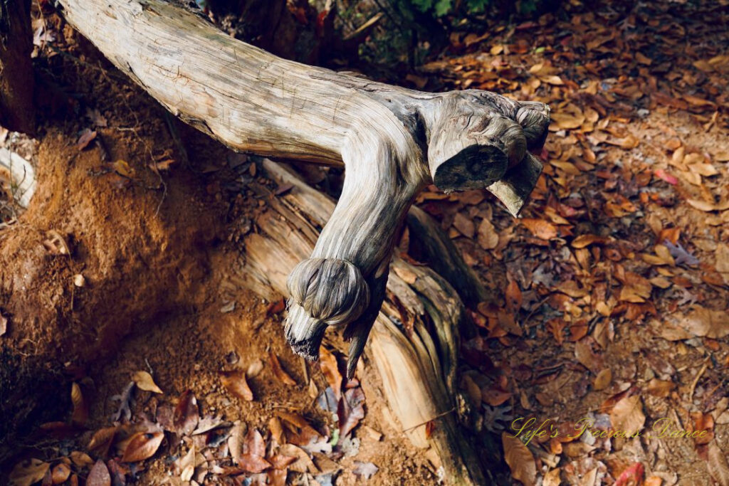 Gnarly, petrified downed tree along a trail. Golden colored leaves scattered on the ground.