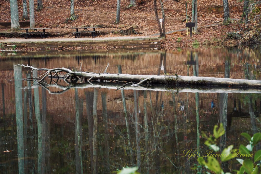 Downed tree in Lake Placid, reflecting on the water's surface, along with trees from the shore.