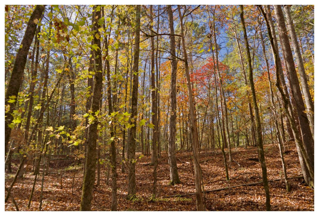 Looking upward at autumn colored trees along a trail at Calhoun Falls State Park.