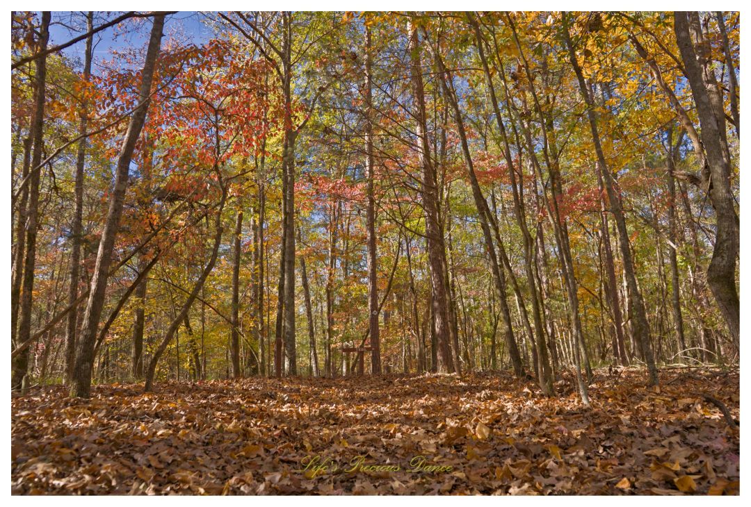 Looking upward at autumn colored trees along a trail at Calhoun Falls State Park.
